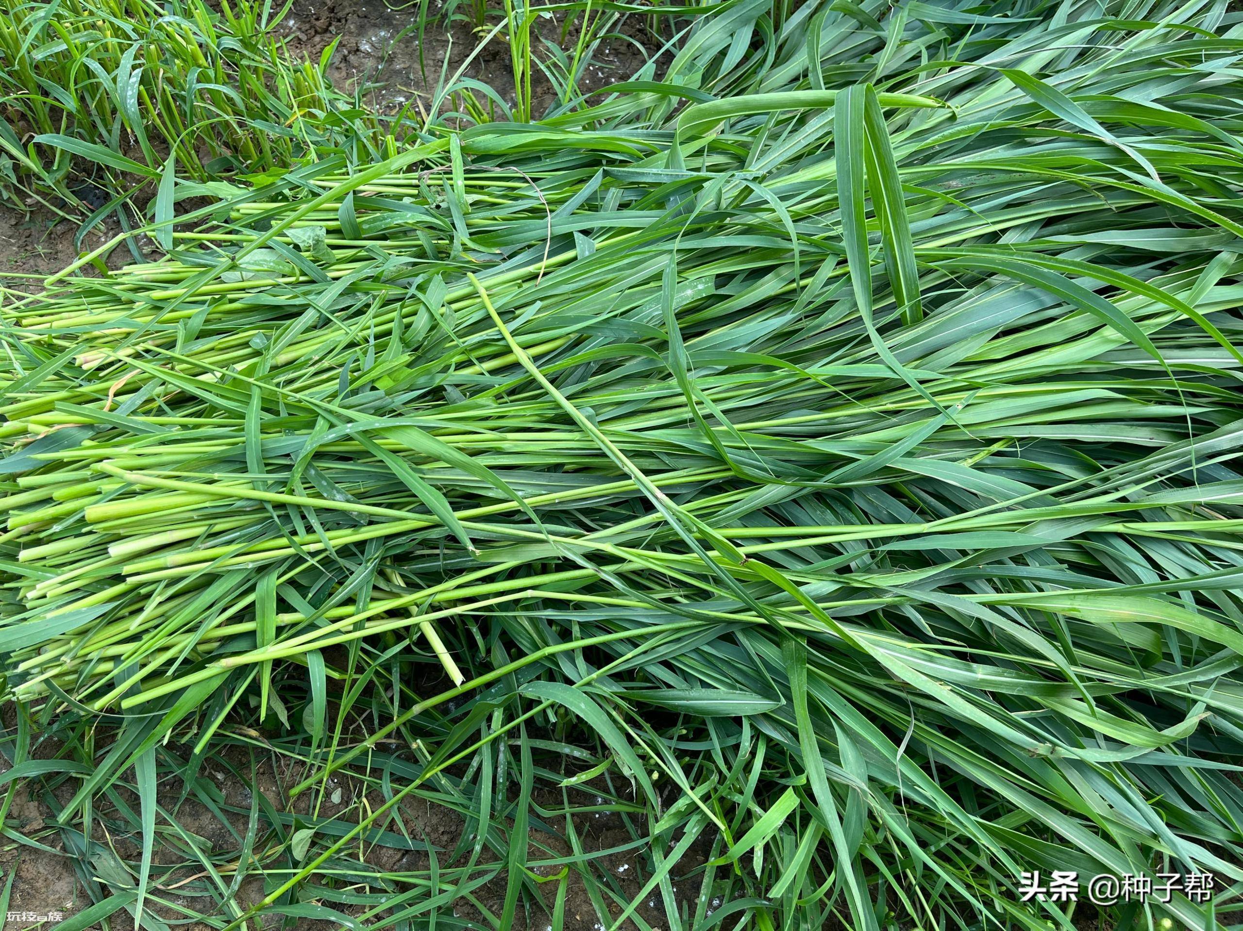 草鱼吃什么草最好养(草鱼爱吃这两种草长得快)-图片4